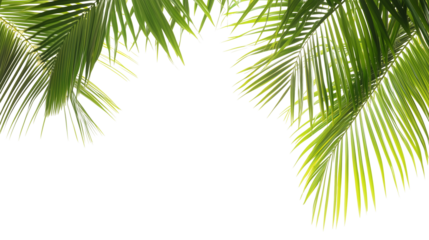 bright green palm leaves frame isolated on transparent background