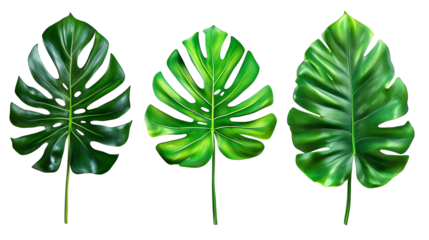Set of large green monstera leaves isolated on transparent background