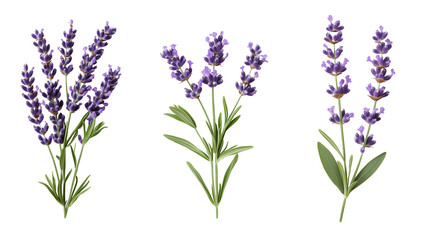 Obraz premium Set of purple lavender sprigs isolated on transparent background