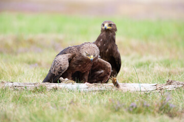 Two spotted eagles in a meadow next to their prey