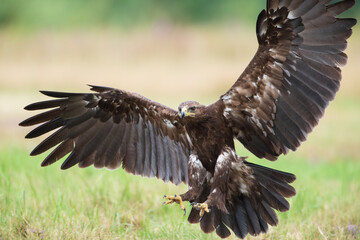 A large bird of prey with widely spread wings