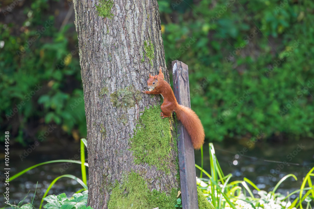 Wall mural squirrel with nuts on a tree trunk