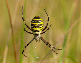 Striped crusader spider in the grass