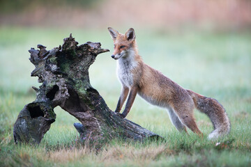 A fox staring intently at an old stump