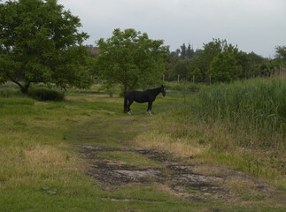 Solitude in the Meadow. horse 