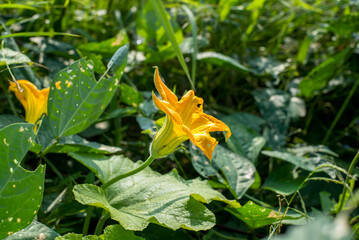 The flower pumpkin is growing in the fields of Thai farmers.