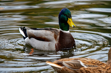 Männliche Stockente im Wasser