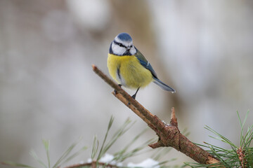 A tit sitting on a pine stick