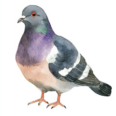 cute Zebra Dove watercolor clipart illustration isolated