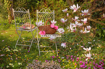 Two garden chairs in a sunny garden of spring flowers and a magnolia tree  © Erika