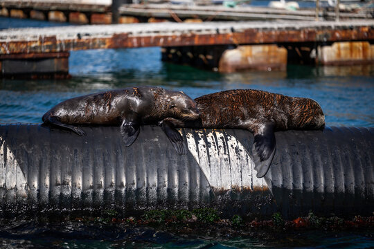 cape fur seal lying in the sun in a harbour