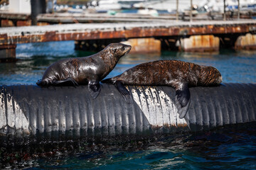 cute baby fur seals sun tanning in the ocean