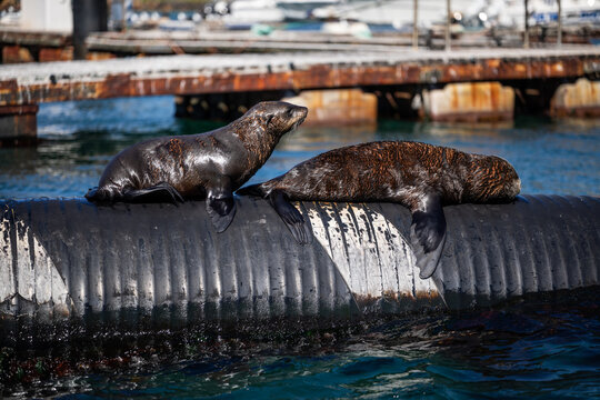 cute baby fur seals sun tanning in the ocean