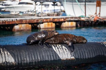 baby fur seals sleeping on a harbour wall in cape town south africa