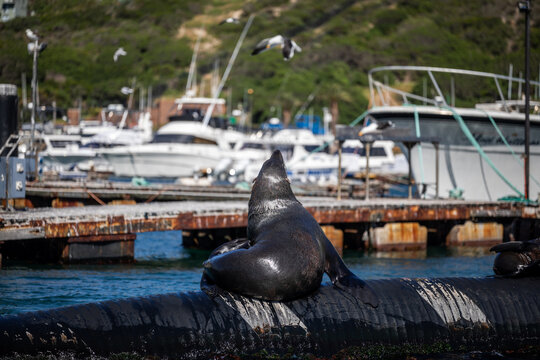 cape fur seal resting in the harbour in south africa