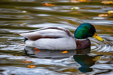 Obraz premium Männliche Stockente mit Spiegelung