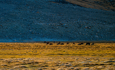 Along the Himalayan road to Pangon Lake, one can often see golden grasslands used for grazing horses, tamarinds and sheep.