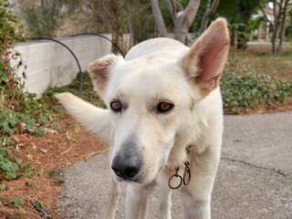 White stray dog ​​on the Greek island of Crete