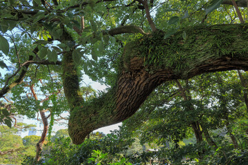 都心散歩　小春日和の浜離宮