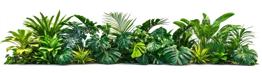 Lush Greenery Border of Tropical Plants with White Background