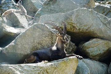 A male ibex in Sankt Leonhard Goat centre, Pitztal valley, Austria