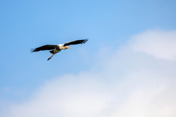 Painted Stork, Mycteria leucocephala, in flight in sky, a large wader in stork family, found in wetlands of plains of tropical Asia