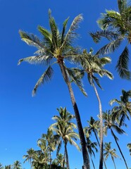 palm trees against blue sky