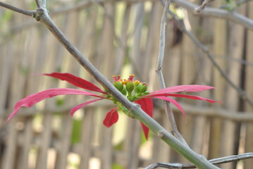 flowers on a fence