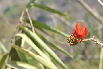 flower on a green background