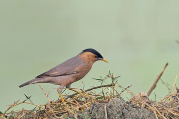 Brahminy Starling, (Sturnia pagodarum) on the ground, Bharatpur Bird Sanctuary, Keoladeo National Park, Bharatpur, Rajasthan, India.