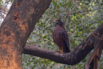 Crested Serpent-eagle, (Spilornis cheela), perched in a tree, Bharatpur Bird Sanctuary, Keoladeo National Park, Bharatpur, Rajasthan, India.