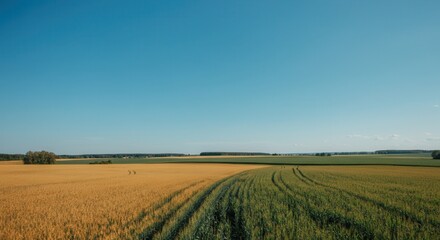 Obraz premium Vast rural landscape with golden wheat fields under clear blue sky