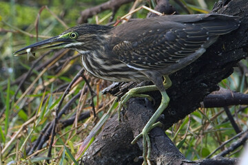 Little Heron (Butorides striata), caught a fish, fishing, Bharatpur Bird Sanctuary, Keoladeo National Park, Bharatpur, Rajasthan, India.