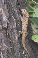 Oriental Garden Lizard (Calotes versicolor), also called the eastern garden lizard or Indian garden lizard, Bharatpur Bird Sanctuary, Keoladeo National Park, Bharatpur, Rajasthan, India.