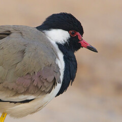 Red-wattled Lapwing (Vanellus indicus), close-up portrait, Bharatpur Bird Sanctuary, Keoladeo National Park, Bharatpur, Rajasthan, India.