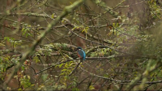 vid&eacute;o en plan fixe d'un martin p&ecirc;cheur sur sa branche, sans son, apparition d'un martin p&ecirc;cheur sur une branche, en automne, vid&eacute;o pour introduction vid&eacute;o, reportage animalier