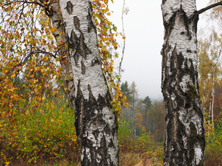Herbstwald mit vielen bunten Laub der Birken