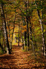 Leaf covered footpath through the woods in autumn with yellow, orange, and red leaves, Audubon Acres, Chattanooga, Tennessee