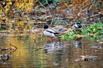 Zwei Erpel in natürlicher Umgebung