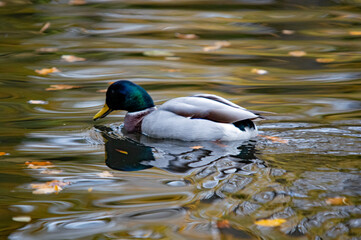Stockente auf Herbstteich