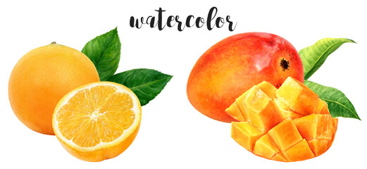Hand-Painted Watercolor Mango and Orange Botanical Illustration