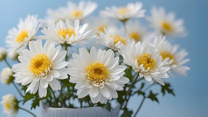 Obraz premium Delicate White Chrysanthemums in Full Bloom with Soft Bokeh Background