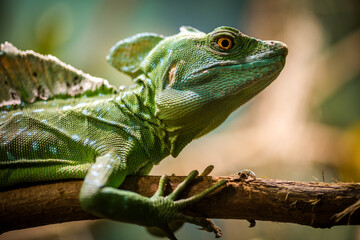 plumed basilisk portrait in nature park