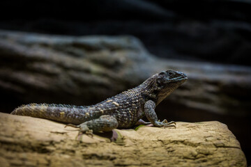 northern curly-tailed lizard in indoor