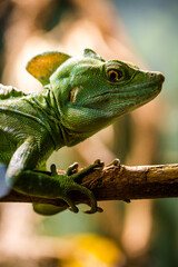plumed basilisk portrait in nature park