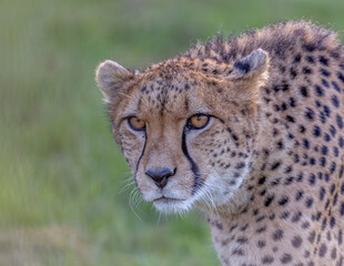 portrait of a cheetah