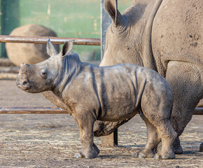 Rhino Baby