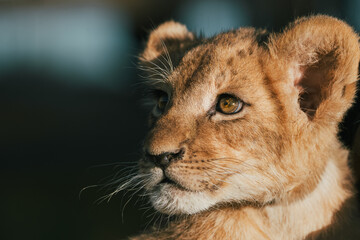 Close-up portrait of a little lion cub