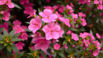 Beautiful Pink flowers background
