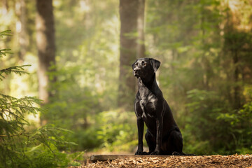 Schwarzer Labrador in Wald und Wiese
